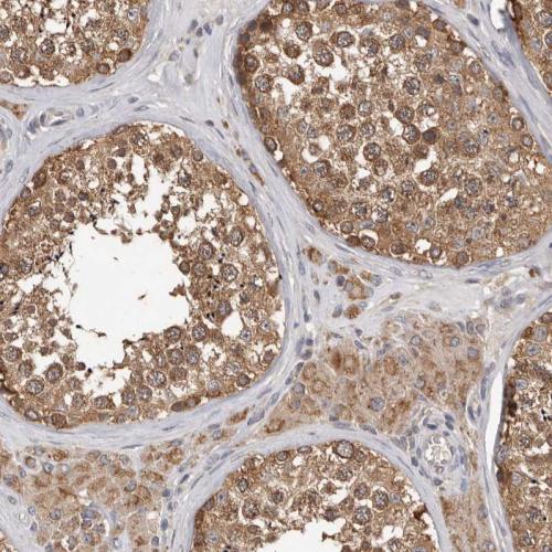 Immunohistochemical staining of human te