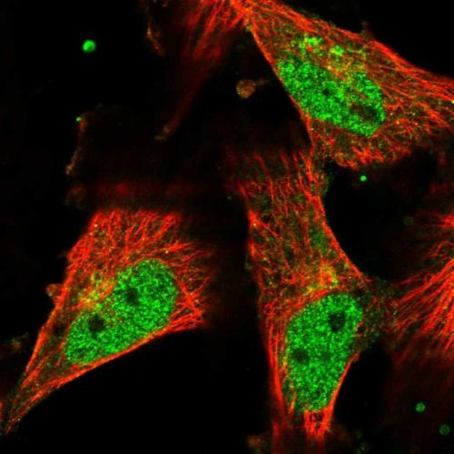 Immunofluorescent staining of human cell