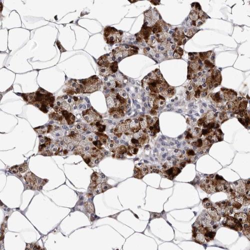 Immunohistochemical staining of human sa