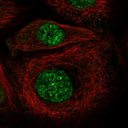 Immunofluorescent staining of human cell