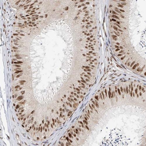 Immunohistochemical staining of human ep