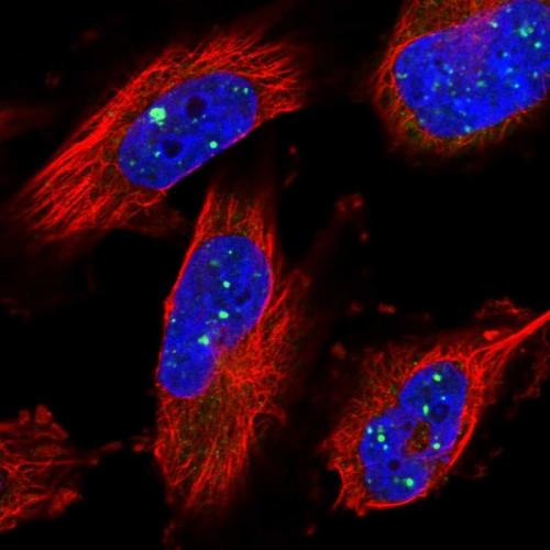 Immunofluorescent staining of human cell