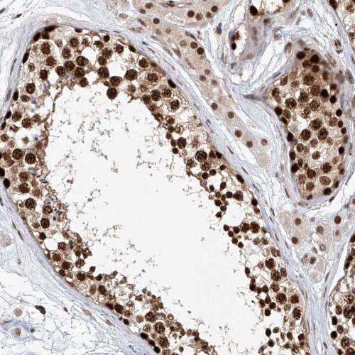 Immunohistochemical staining of human te