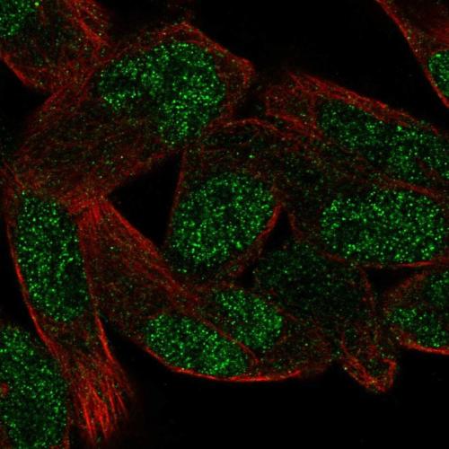 Immunofluorescent staining of human cell