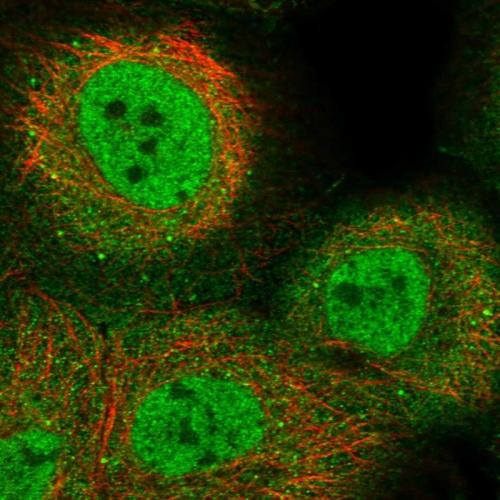 Immunofluorescent staining of human cell
