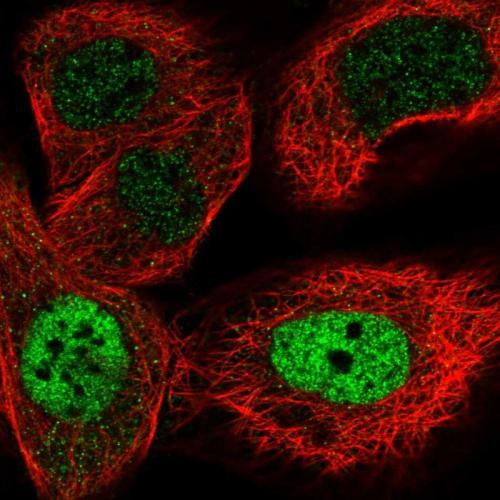 Immunofluorescent staining of human cell