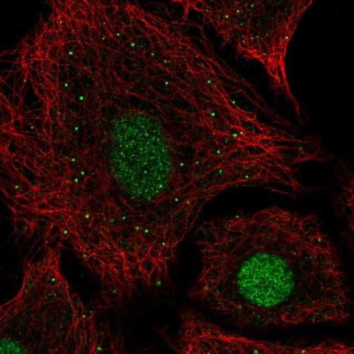 Immunofluorescent staining of human cell