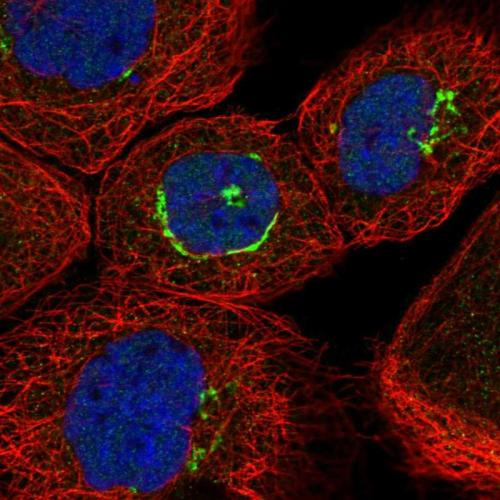 Immunofluorescent staining of human cell