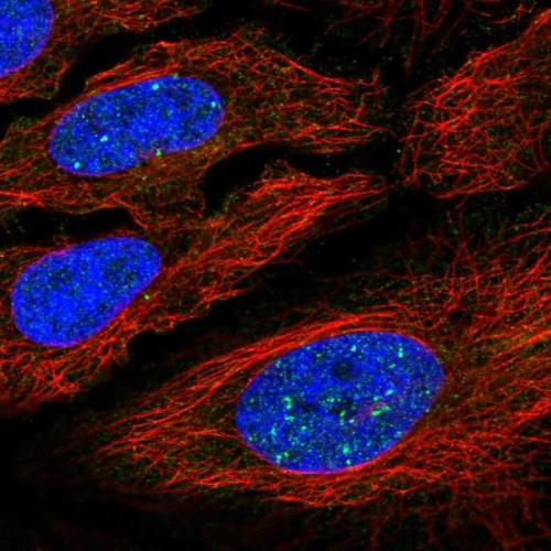 Immunofluorescent staining of human cell