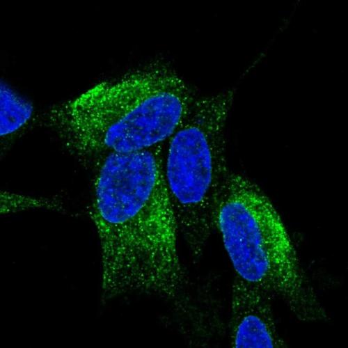Immunofluorescent staining of human cell