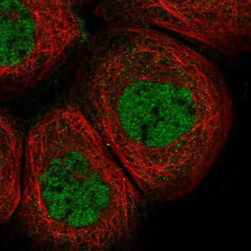Immunofluorescent staining of human cell
