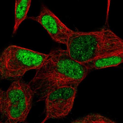 Immunofluorescent staining of human cell