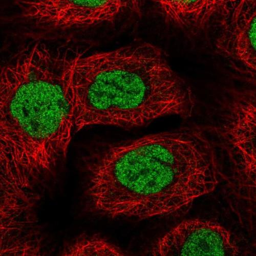 Immunofluorescent staining of human cell