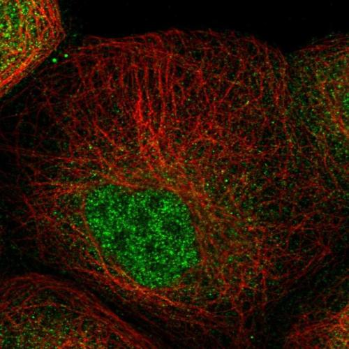 Immunofluorescent staining of human cell