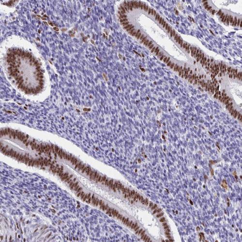Immunohistochemical staining of human en