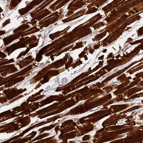 Immunohistochemical staining of human he