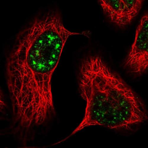 Immunofluorescent staining of human cell