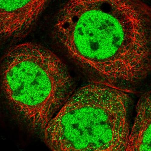 Immunofluorescent staining of human cell
