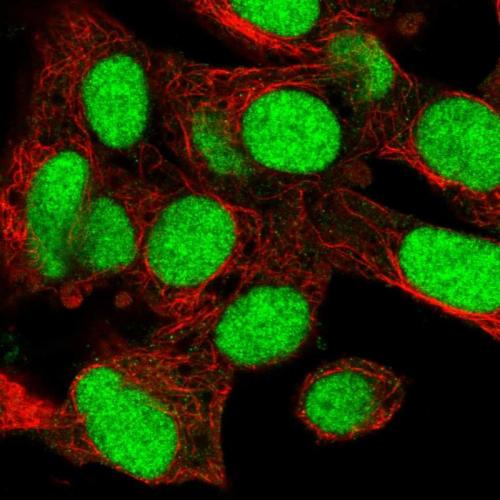 Immunofluorescent staining of human cell