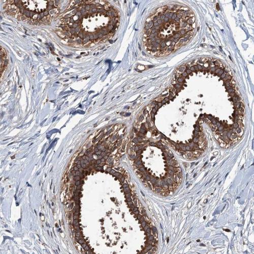Immunohistochemical staining of human br
