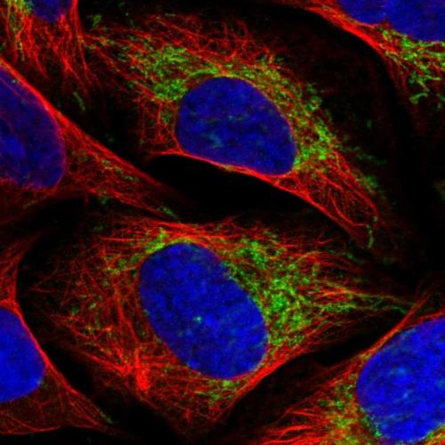 Immunofluorescent staining of human cell