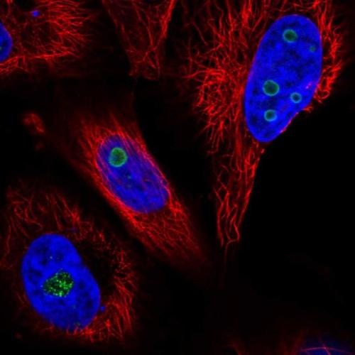 Immunofluorescent staining of human cell