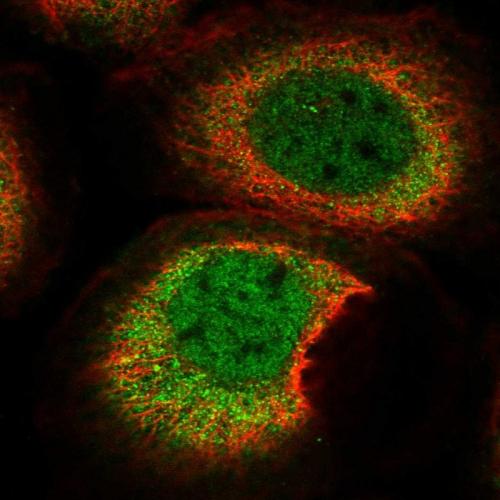 Immunofluorescent staining of human cell