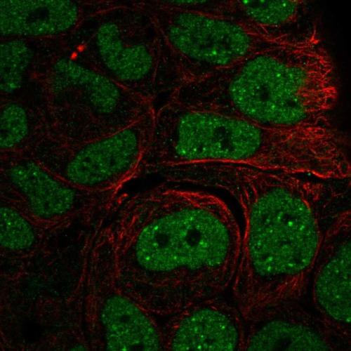 Immunofluorescent staining of human cell