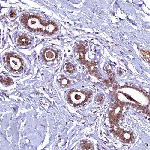 Immunohistochemical staining of human br