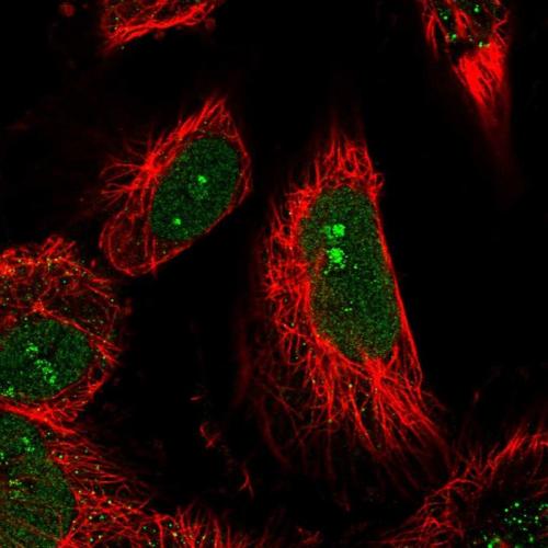 Immunofluorescent staining of human cell