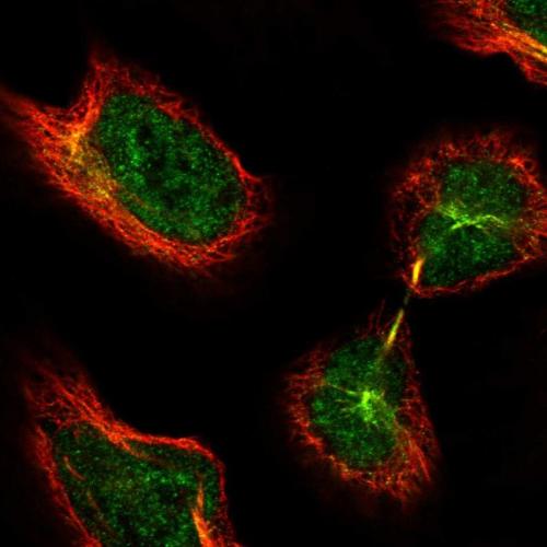 Immunofluorescent staining of human cell