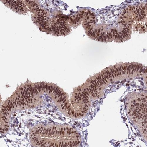 Immunohistochemical staining of human Fa