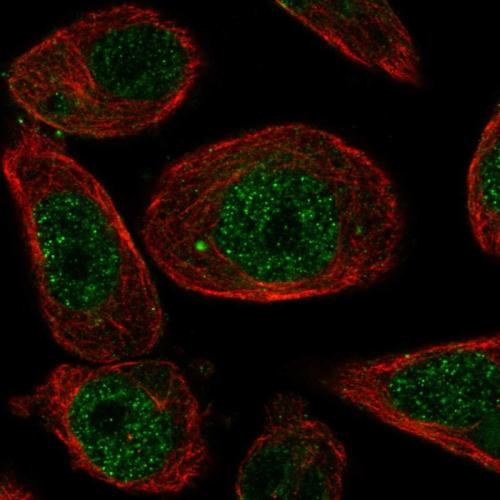 Immunofluorescent staining of human cell