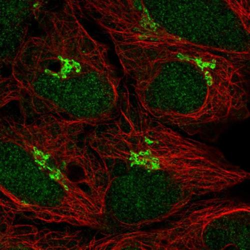 Immunofluorescent staining of human cell