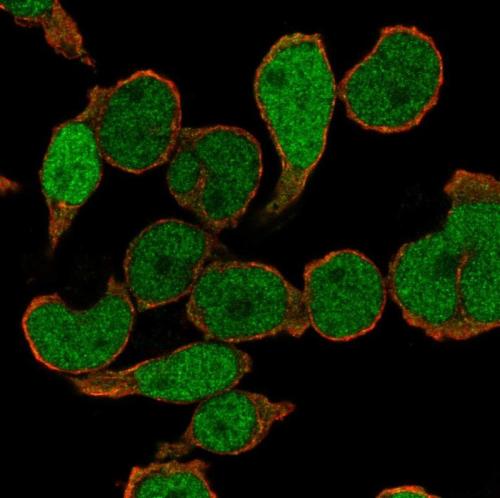 Immunofluorescent staining of human cell