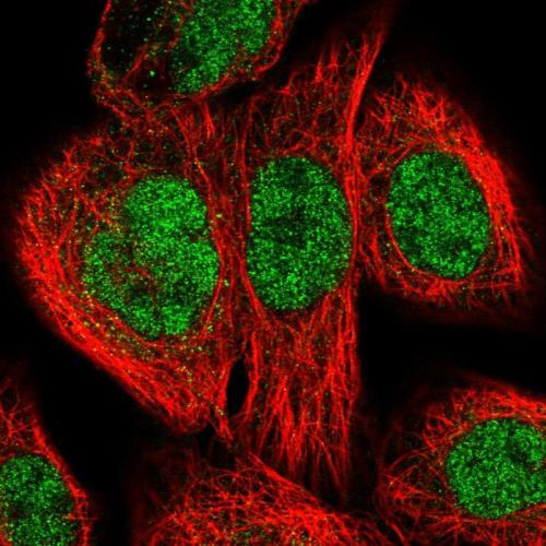 Immunofluorescent staining of human cell
