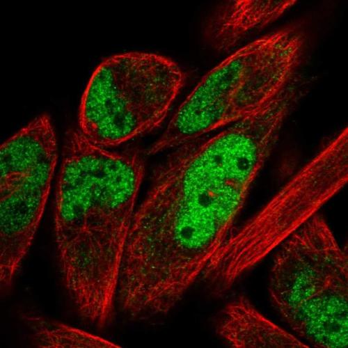 Immunofluorescent staining of human cell