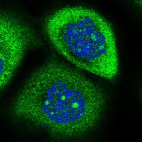 Immunofluorescent staining of human cell