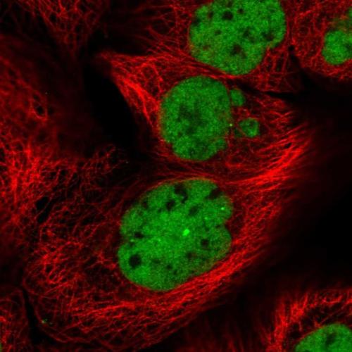 Immunofluorescent staining of human cell
