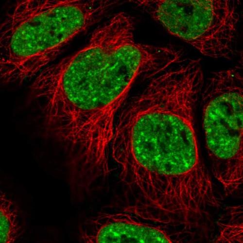 Immunofluorescent staining of human cell