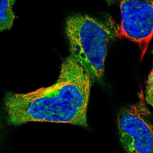 Immunofluorescent staining of human cell
