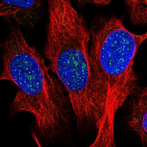 Immunofluorescent staining of human cell