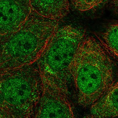 Immunofluorescent staining of human cell