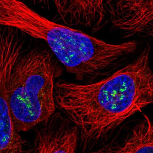Immunofluorescent staining of human cell