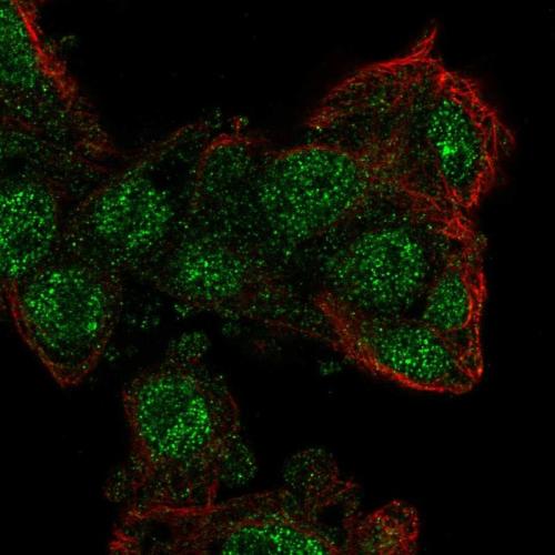 Immunofluorescent staining of human cell