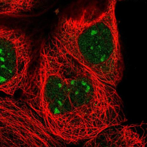 Immunofluorescent staining of human cell