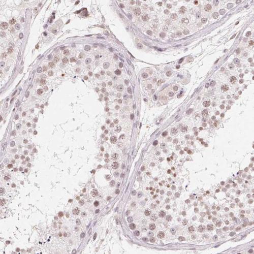 Immunohistochemical staining of human te