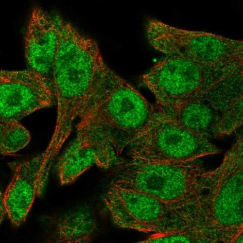 Immunofluorescent staining of human cell