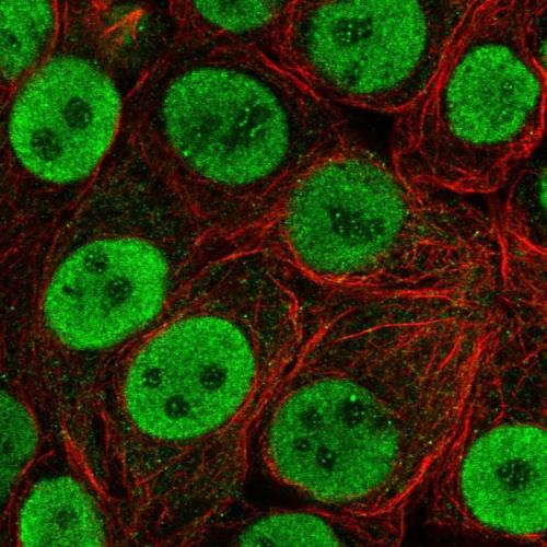 Immunofluorescent staining of human cell