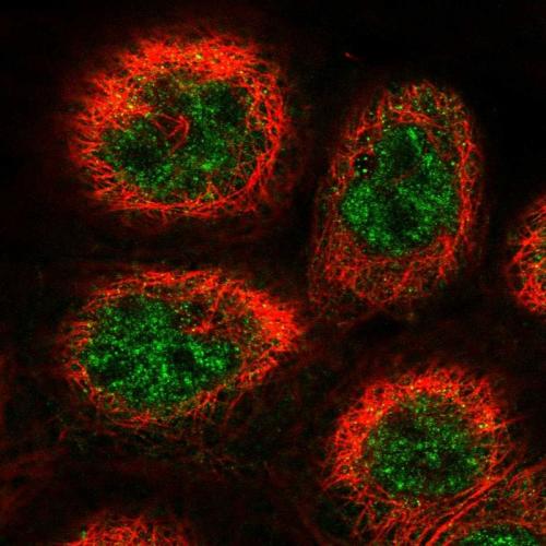 Immunofluorescent staining of human cell